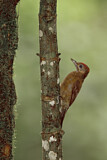 Image. Smoky-brown Woodpecker