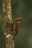 Image. Smoky-brown Woodpecker
