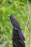 Image. Smooth-billed Ani