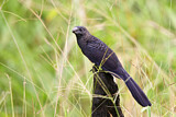 Image. Smooth-billed Ani