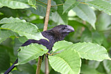 Image. Smooth-billed Ani