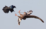 Image. Snail Kite & Boat-tailed Grackle