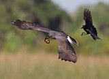 Image. Snail Kite & Boat-tailed Grackle