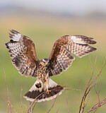Image. Snail Kite