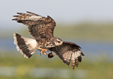 Image. Snail Kite