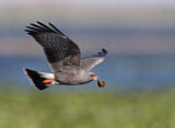 Image. Snail Kite