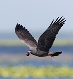 Image. Snail Kite