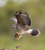 Image. Snail Kite