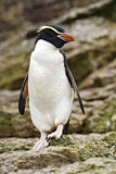 Image. Snaresinselpinguin