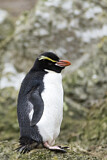 Image. Snaresinselpinguin