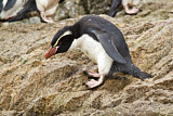 Image. Snaresinselpinguin
