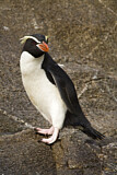 Image. Snaresinselpinguin