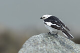 Image. Snow Bunting
