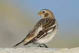Image. Snow Bunting