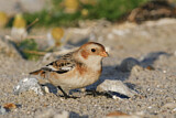 Image. Snow Bunting