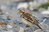 Image. Snow Bunting