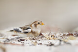 Image. Snow Bunting