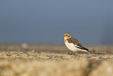 Image. Snow Bunting