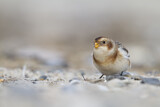 Image. Snow Bunting