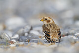 Image. Snow Bunting