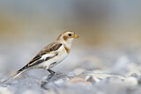 Image. Snow Bunting