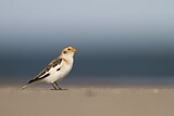 Image. Snow Bunting