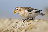 Image. Snow Bunting