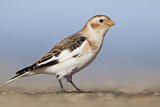 Image. Snow Bunting