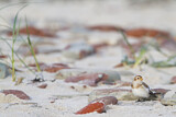 Image. Snow Bunting