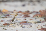 Image. Snow Bunting