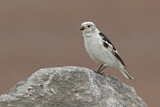 Image. Snow Bunting