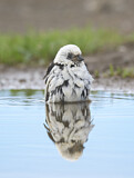 Image. Snow Bunting