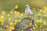 Image. Snow Bunting