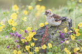 Image. Snow Bunting