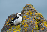 Image. Snow Bunting