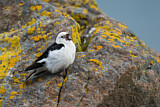 Image. Snow Bunting