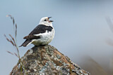 Image. Snow Bunting