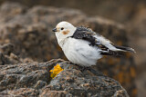 Image. Snow Bunting