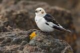Image. Snow Bunting