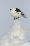 Image. Snow Bunting