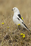 Image. Snow Bunting