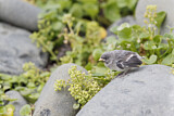 Image. Snow Bunting