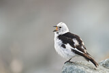 Image. Snow Bunting