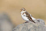 Image. Snow Bunting