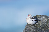 Image. Snow Bunting