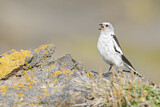 Image. Snow Bunting