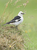 Image. Snow Bunting