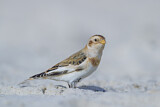 Image. Snow Bunting