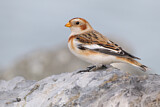 Image. Snow Bunting