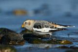 Image. Snow Bunting